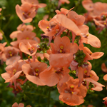 Diascia Elfjes Peach